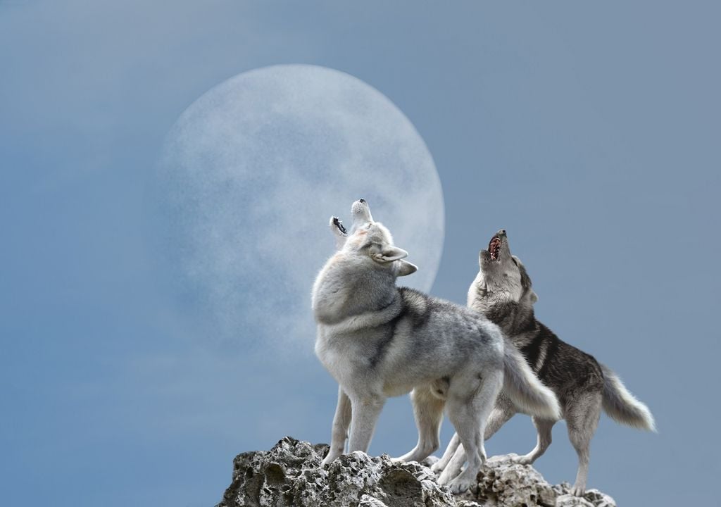luna del lobo