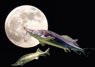 Luna llena de agosto 2025 en Chile: así brillará la imponente “Luna del Esturión” en el cielo invernal