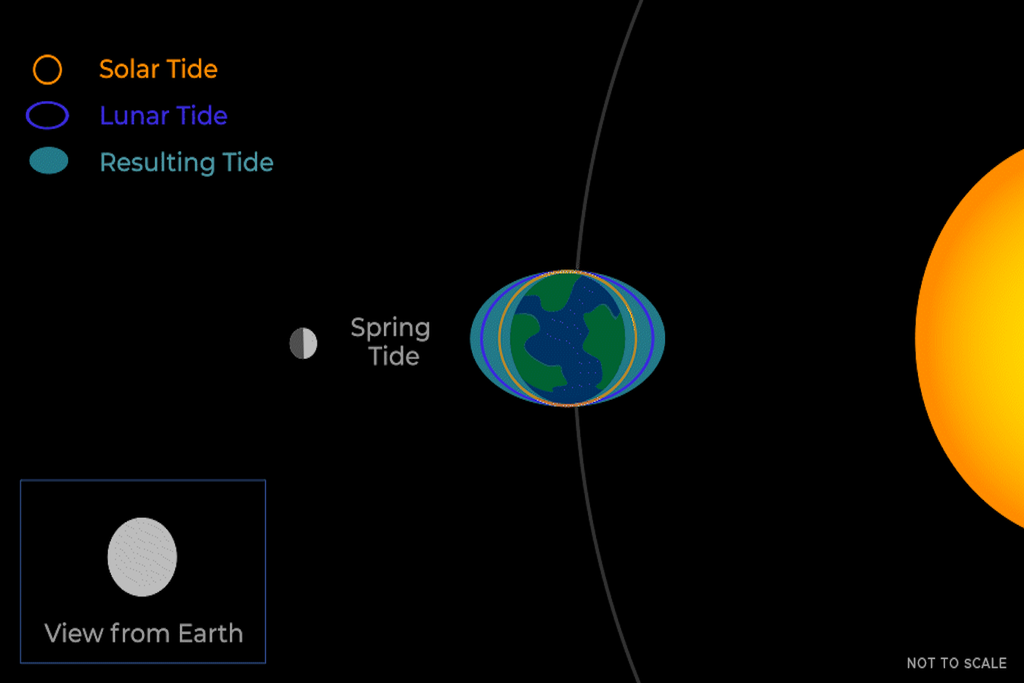 Efectos de la maea alta combinada debido a la gravedad lunar y la Solar. Se puede ve el abultamiento en la línea que une a los 3 cuerpos. Crédito: NASA.