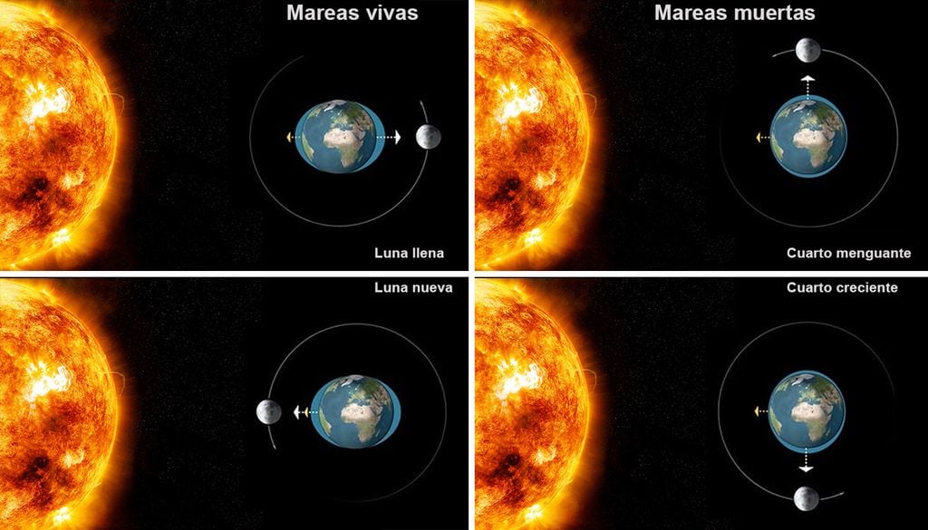 Mareas vivas o sciglia Los términos marea viva y marea de sicigia describen el mismo fenómeno. Ocurren cuando el Sol, la Tierra y la Luna están alineados, sumando sus fuerzas gravitacionales. Esto genera mareas altas más extremas y mareas bajas más pronunciadas.