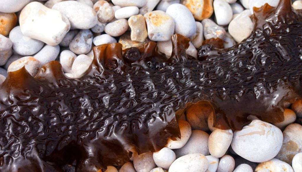 L'alga da cui si possono ricavare materiali per l'industria ha foglie lunghe e strette, dai bordi ondulati