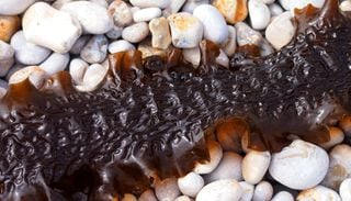La Svezia sta trasformando le sue coste in gigantesche coltivazioni di alghe per produrre nuovi materiali sostenibili