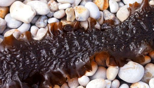 La Svezia sta trasformando le sue coste in gigantesche coltivazioni di alghe per produrre nuovi materiali sostenibili