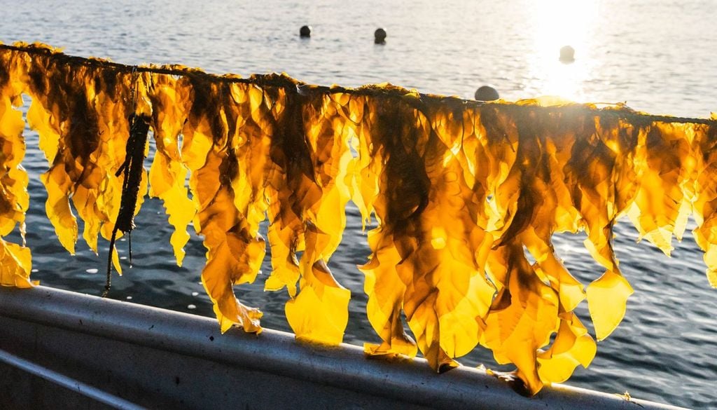 Le alghe marine vengono lasciate essiccare al sole per poi essere usate in mille modi diversi