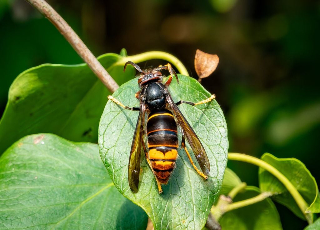 Des pièges et une poule mangeuse d'insectes pourraient permettre de ralentir la propagation du frelon asiatique sans utiliser le moindre pesticide.