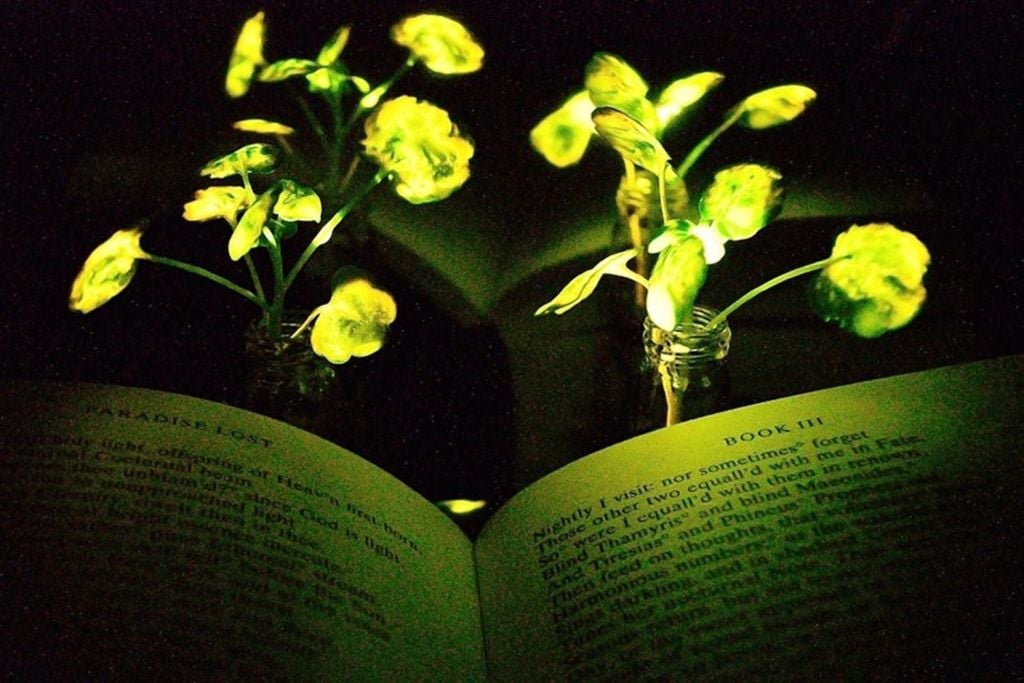 petunias, nano, luz petunias, nano, luz