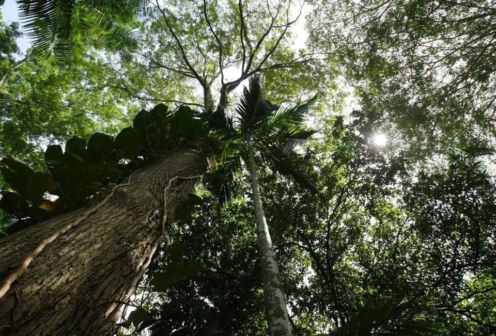 A floresta amazônica abriga uma espécie de primata com uma estratégia singular de sobrevivência. Crédito: Paulo Amorim/Getty Images