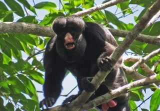 Macaco da Amaz&ocirc;nia usa engenhosa estrat&eacute;gia para sobreviver