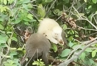 Macaco sauá albino é registrado pela primeira vez na Mata Atlântica