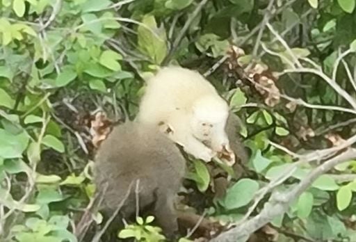 Macaco sauá albino é registrado pela primeira vez na Mata Atlântica
