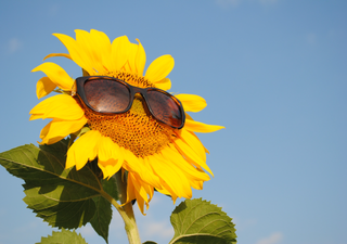 Mach deinen Garten zum Blütenparadies – mit diesen Pflanzen neben Sonnenblumen