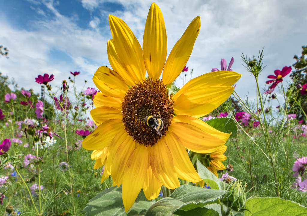 Sonnenblumen, Bienen, Natur