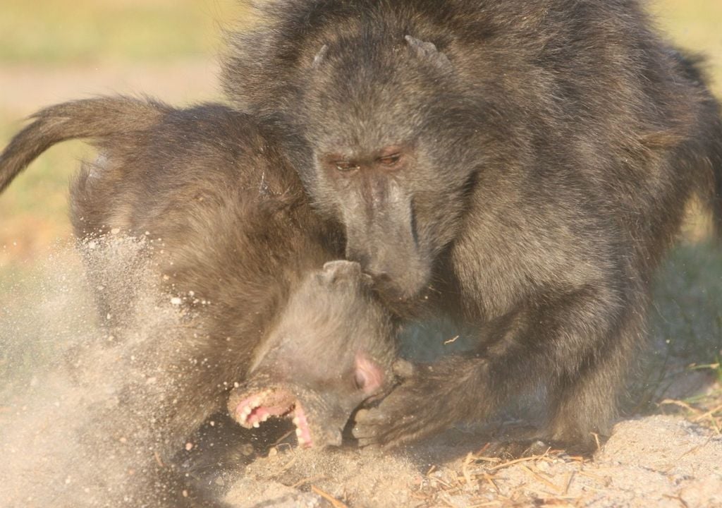 Zwei Bärenpaviane im Kampf, wobei das Männchen (rechts) ein Weibchen angreift. Die Männchen sind doppelt so groß wie die Weibchen, und die Männchen dominieren.