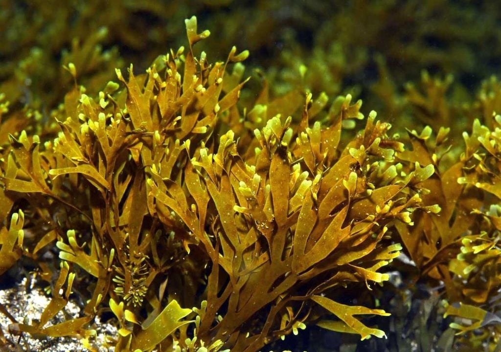 Alga asiática