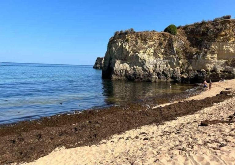 Macroalga asiática chega às praias do Algarve e preocupa empresários