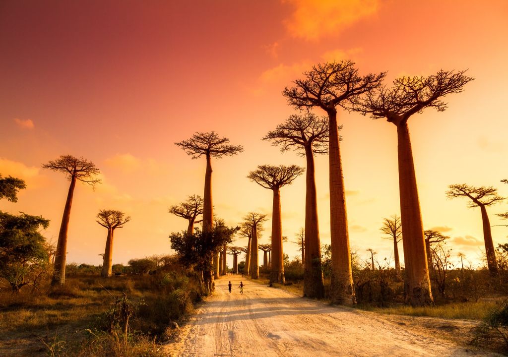 baobabs