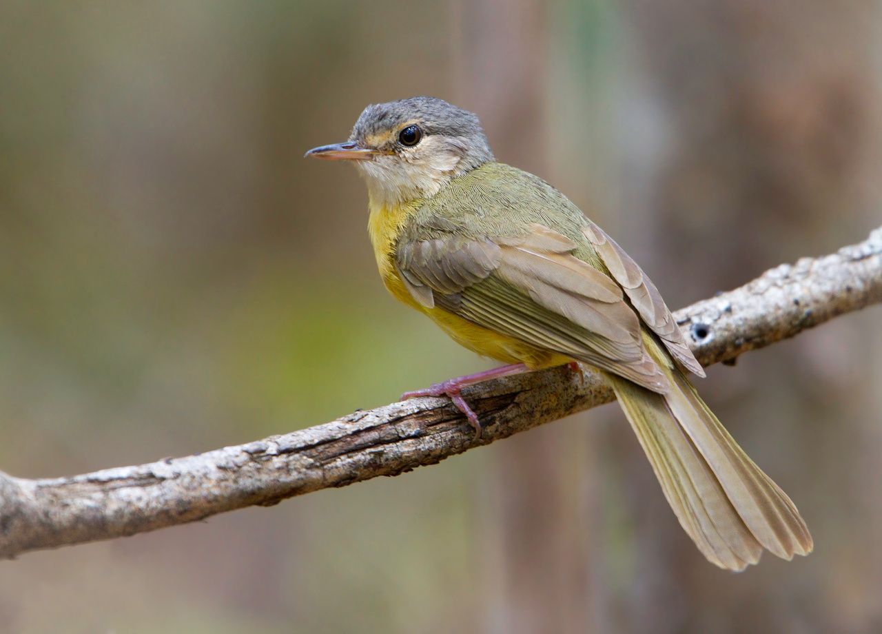 Madagascar : introuvable depuis 24 ans, cet oiseau fait sa réapparition