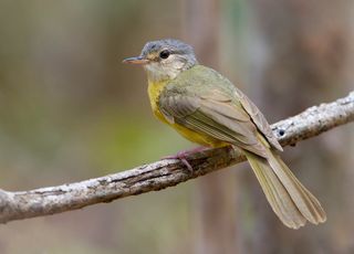 Madagascar : introuvable depuis 24 ans, cet oiseau fait sa réapparition !