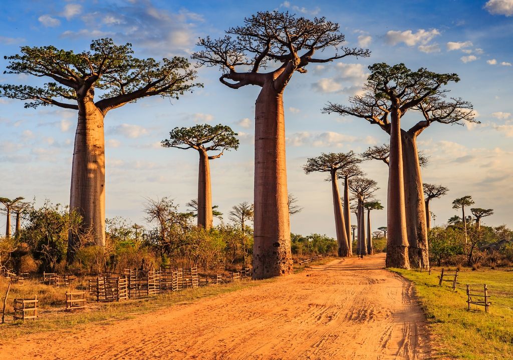 Baobab-Bäume, Sonnenuntergang, Avenue der Baobabs, Madagaskar Baobab-Bäume, Sonnenuntergang, Avenue der Baobabs, Madagaskar