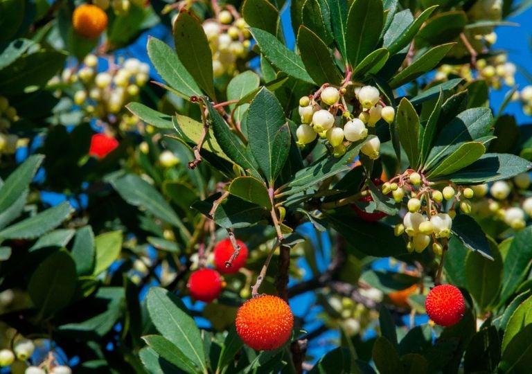 Madroño: el árbol que da flores y frutos a la vez y que puedes tener en tu jardín este otoño