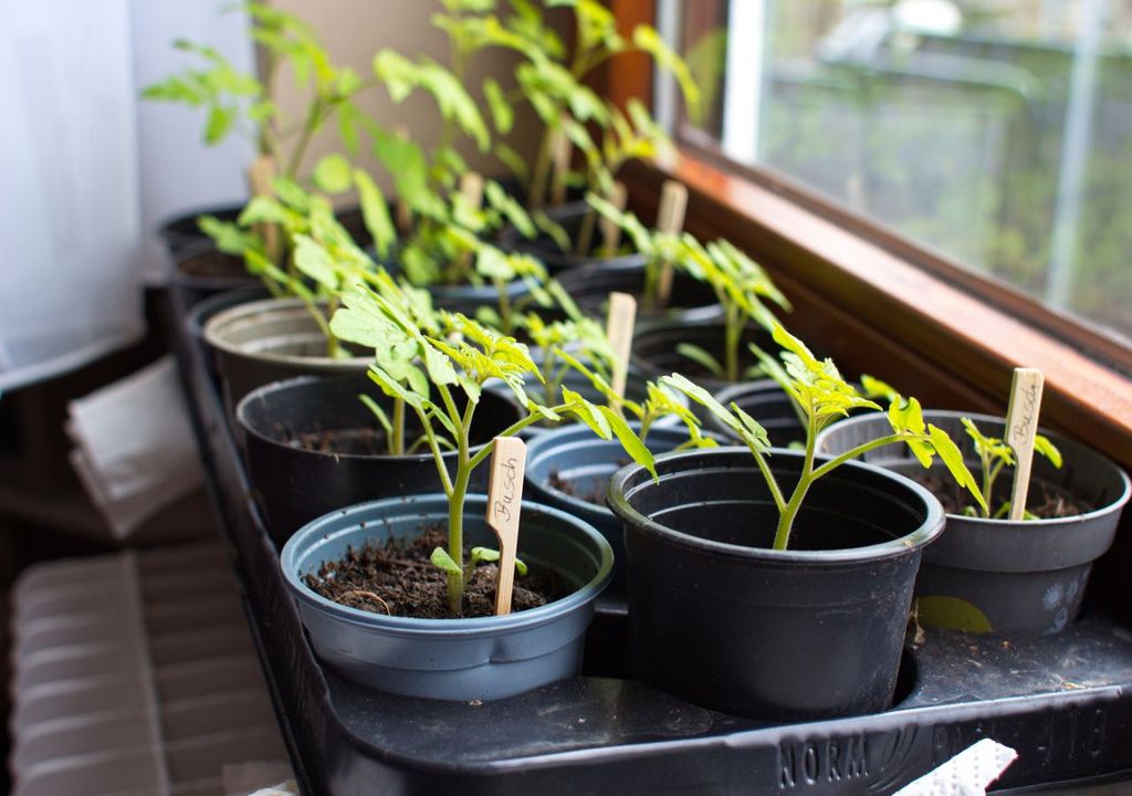 empfindliche Pflanzen, fensterbank, bioanzucht