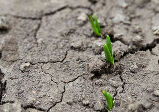 Kommt jetzt der Hitze- und Dürremärz?