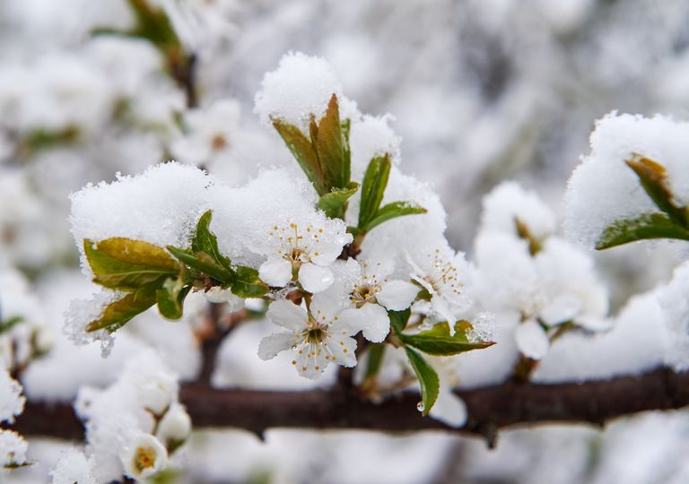 Frostschäden Frostschäden