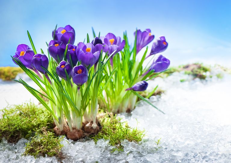 Frühling oder Märzwinter Frühling oder Märzwinter