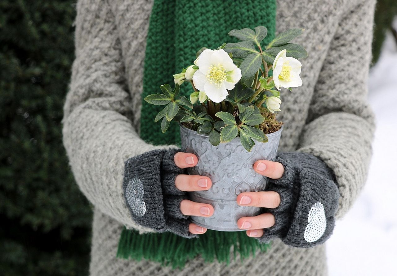 Die Christrose ist gerade am Winter ein absolutes Highlight (Foto: Adobe Stock)