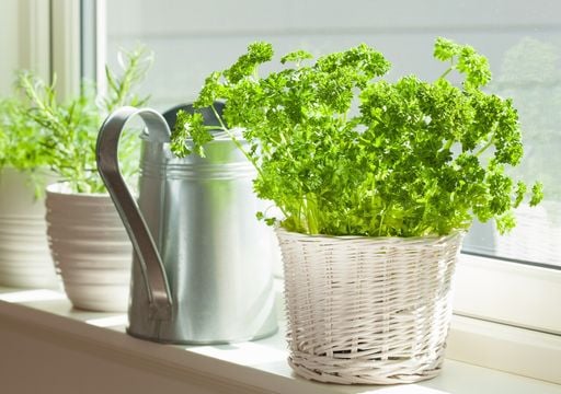 Mai pi&ugrave; senza prezzemolo: i segreti per coltivarlo in vaso e gustarlo tutto l&rsquo;anno