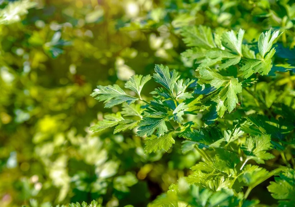 Il prezzemolo ha foglie verdi intensamente aromatiche, lisce o leggermente arricciate