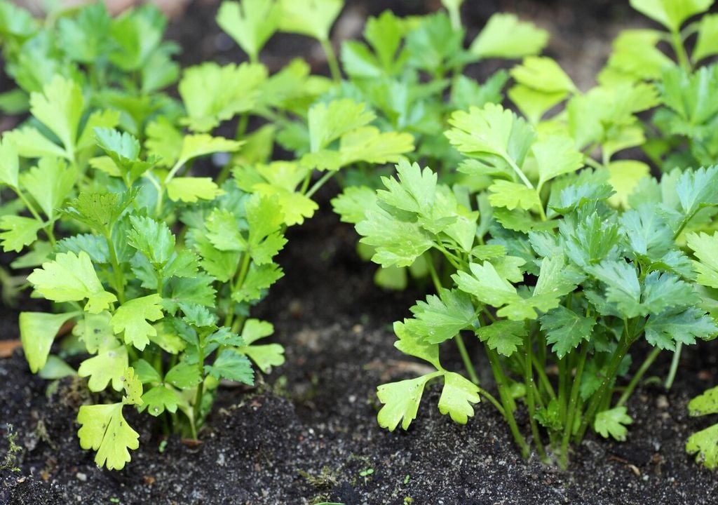 Il terreno ideale per la coltivazione del prezzemolo è fertile, ben drenato e ricco di sostanza organica