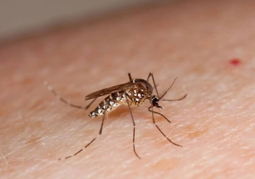 aedes aegypti