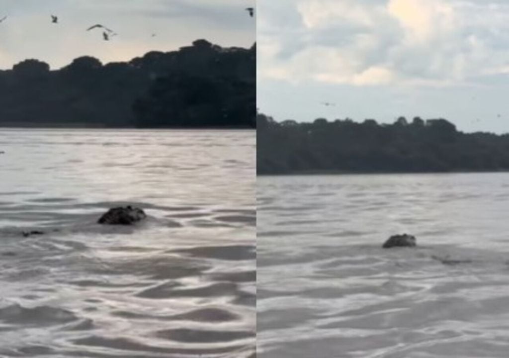 Besucher sind begeistert von der lebendigen Natur und dem größten Alligator des Amazonasgebiets. Besucher sind begeistert von der lebendigen Natur und dem größten Alligator des Amazonasgebiets.