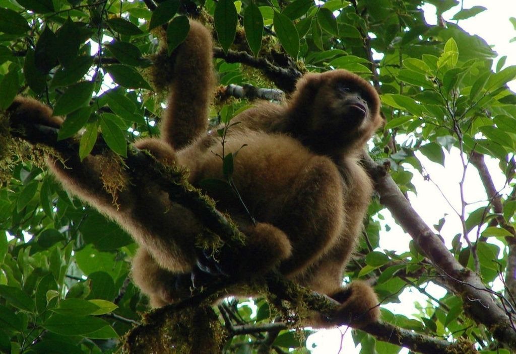 Muriqui-do-sul no Parque Estadual Carlos Botelho, em São Paulo. Com o muriqui-do-norte, espécie deve ser cada vez mais restrita às florestas costeiras ao longo do século (foto: Leonardo Desordi Lobo/Wikimedia Commons)