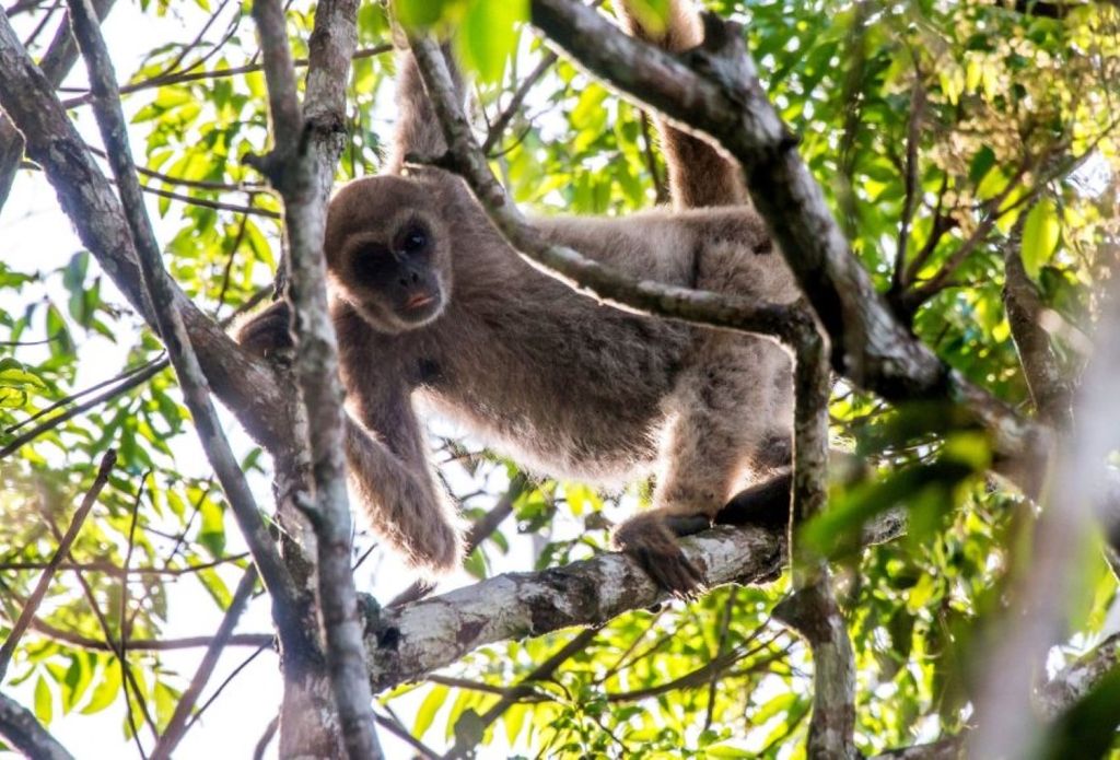 previsões levam em conta apenas as mudanças climáticas, o que pode ocultar um risco ainda maior quando se consideram ameaças como a fragmentação das florestas