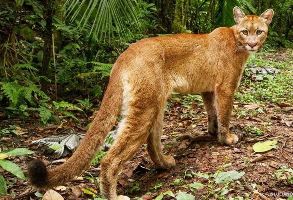 A maior reserva privada de Mata Atlântica preserva 31 mil hectares, revela antas albinas, orquídeas raras e encanta com cachoeiras cristalinas. A maior reserva privada de Mata Atlântica preserva 31 mil hectares, revela antas albinas, orquídeas raras e encanta com cachoeiras cristalinas.
