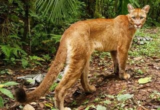 Maior reserva privada de Mata Atlântica do Brasil protege 31 mil hectares de biodiversidade 
