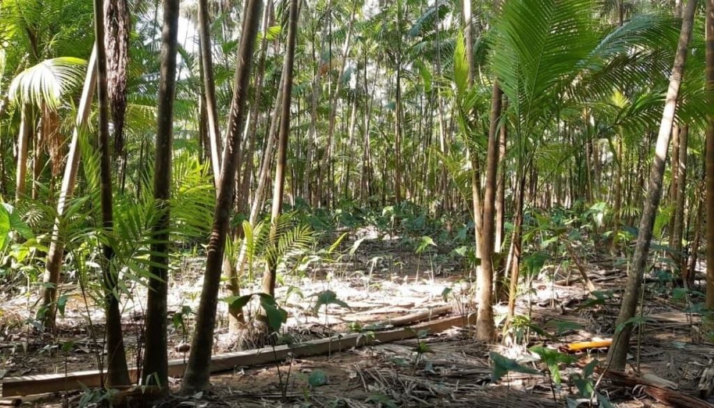 Monocultura de açaí, sem outras espécies de árvores na área, na ilha do Combu, em Belém, no Pará