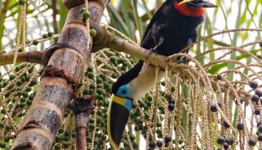 Mais a&ccedil;a&iacute;, menos tucanos: estudo aponta impactos sobre aves da Amaz&ocirc;nia