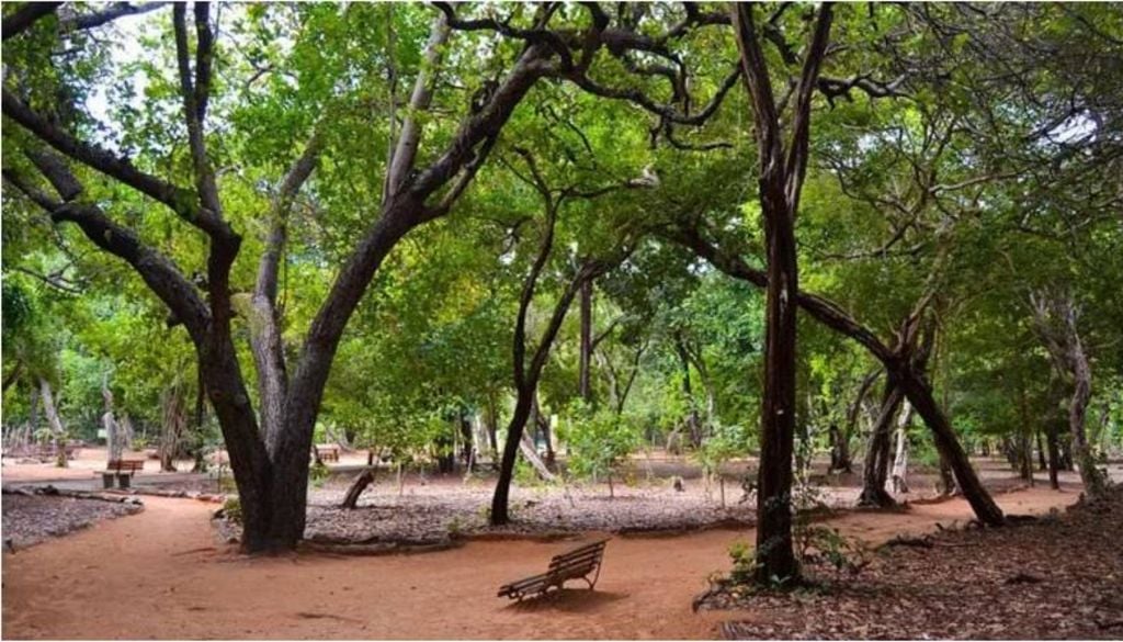 O Bosque dos Namorados no Parque Estadual Dunas de Natal. Crédito: Divulgação.