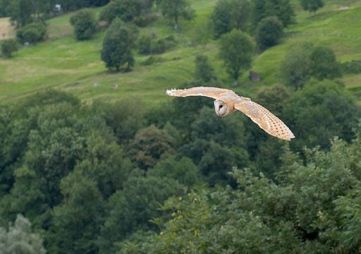 Mais de 80% das aves de rapina que sobrevoam os c&eacute;us de Portugal est&atilde;o contaminadas com veneno para roedores