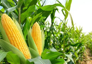 Maíz 2025/26: la región núcleo arranca con fuerza y el agro proyecta una campaña histórica para los granos en Argentina