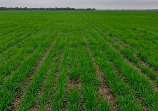 Maíz que rinde, sorgo que sorprende y trigo que toma envión: señales positivas tras un julio inédito