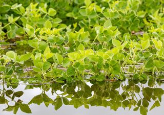 Mala para la soja y buena para el trigo: lo que nos dejó la ciclogénesis en el campo