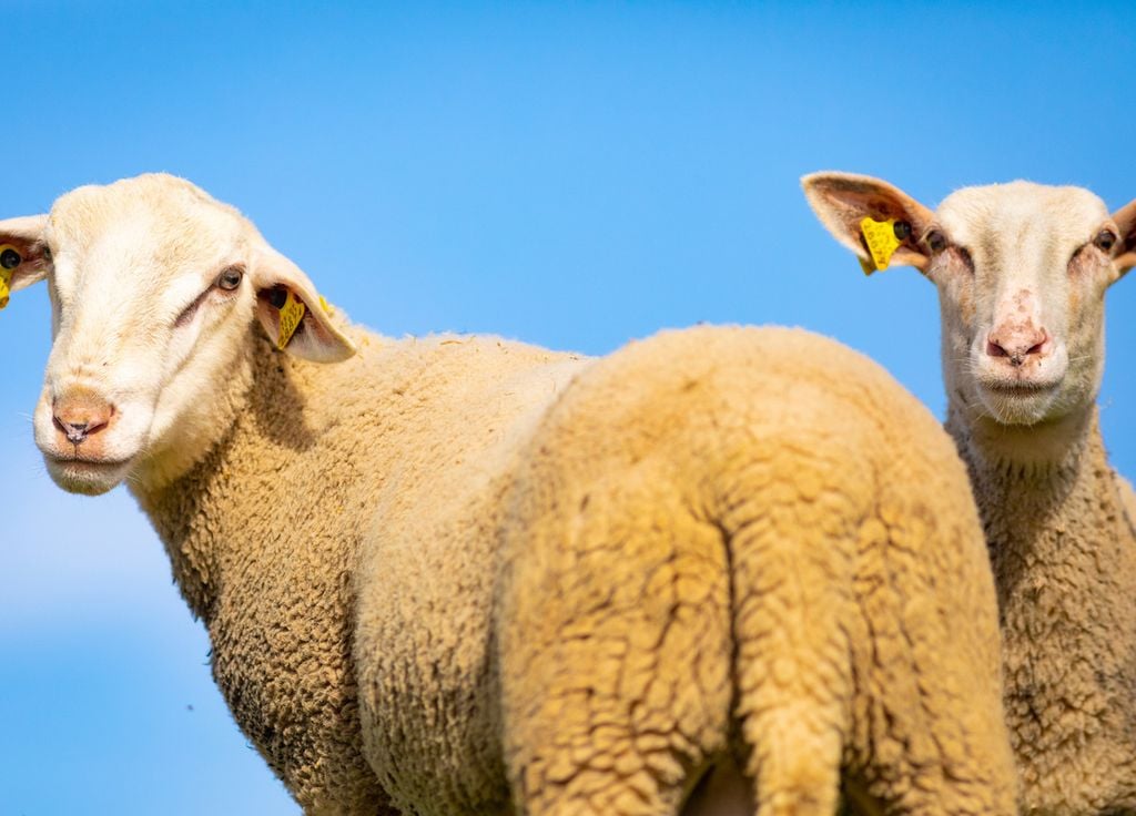 Élevage Mouton France Belgique Maladie Virus