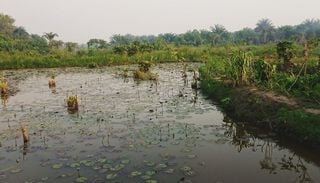 Malaria als unsichtbare Grenze: Haben Krankheiten die fr&uuml;he Verbreitung des Menschen beeinflusst?