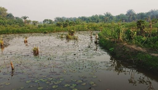 Malaria als unsichtbare Grenze: Haben Krankheiten die fr&uuml;he Verbreitung des Menschen beeinflusst?