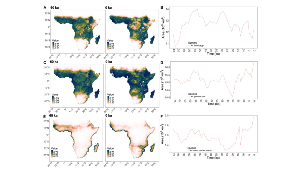 Die Landkarten A, C und E zeigen, wo die Mücken vor 60.000 Jahren (60 ka) theoretisch leben konnten und wo sie heute vorkommen. Die Diagramme B, D und F zeigen, wann bestimmte Mückengattungen der Art Anopheles (An.) am meisten verbreitet waren. Die Gegenüberstellung beweist, dass sich das Verbreitungsgebiet der Mücken seit der letzten Eiszeit massiv verschoben oder ausgedehnt hat. Bild: Colucci et al., 2026
