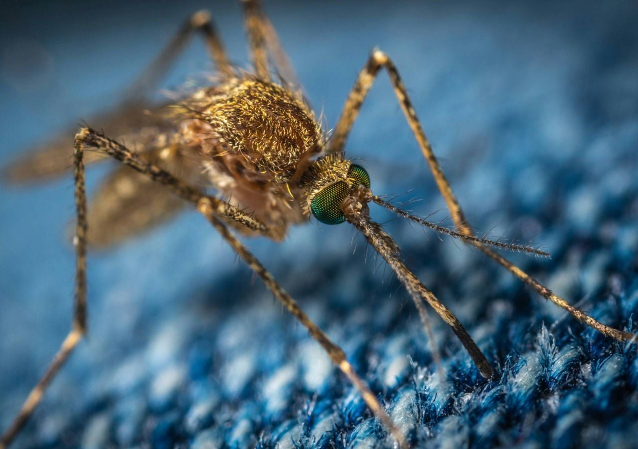De acordo com uma nova investigação, poderá haver menos locais de reprodução de mosquitos em África no futuro. Foto de Егор Камелев no Unsplash
